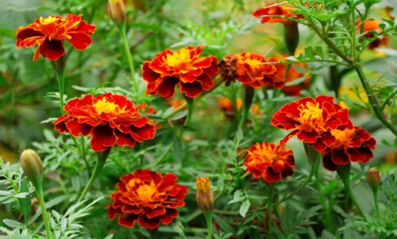 1200 0 1676645501 1746