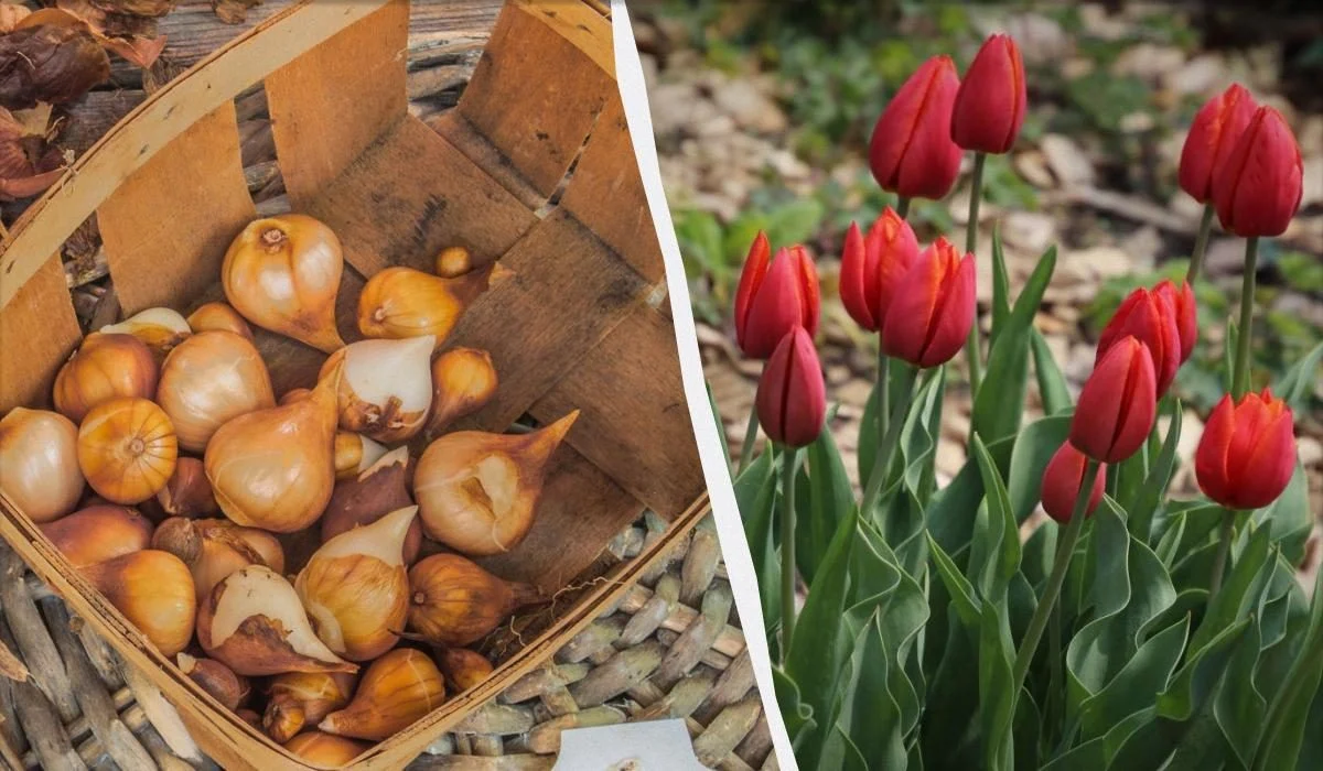 1200 0 1725893341 6108