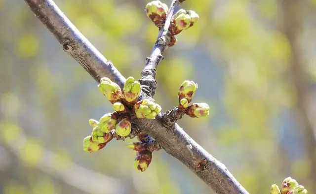 4441034287 W640 H2048 4osnovnychobrobkysadunavesnidruga