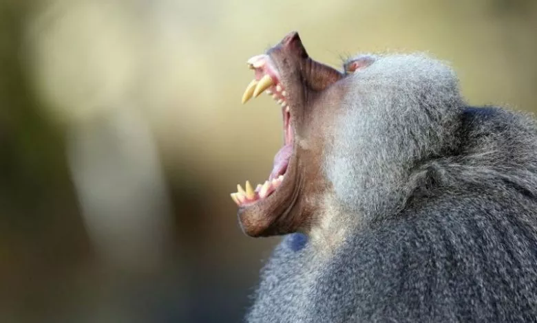 Zubna Systema Ssavcziv2