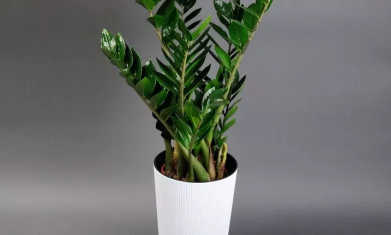 6da8a3ea 606ae9888d85b