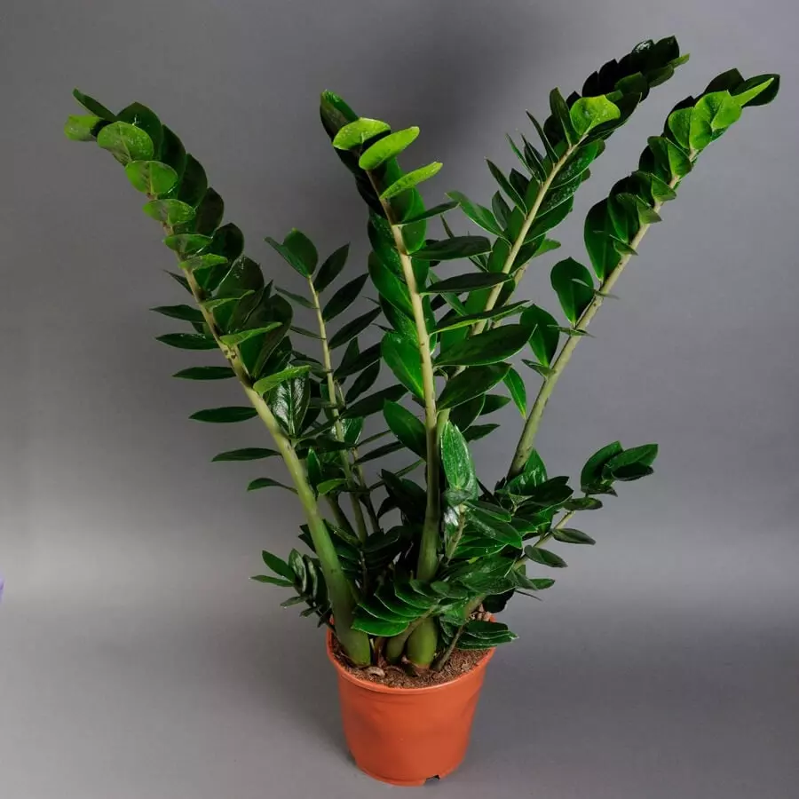 Be02fac9 5efdd7cab9da6