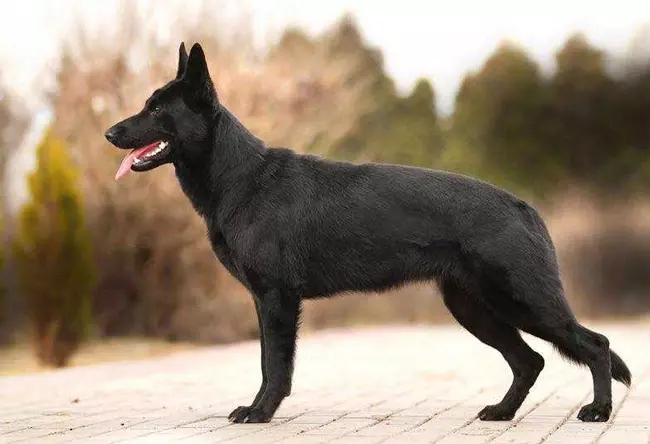 Chernaya Nemeckaya Ovcharka 2