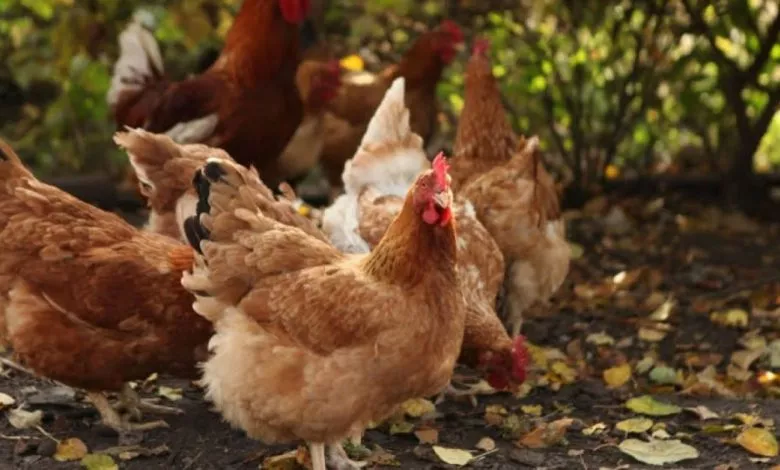 Chym Kropyty Kuryachi Voshi U Sarayi 1024x538 1