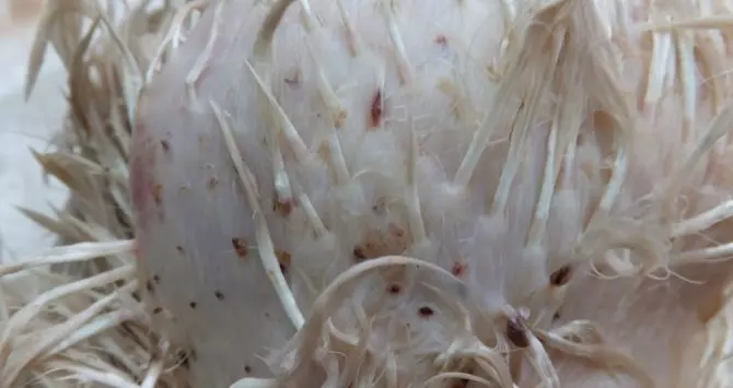 Chym Kropyty Kuryachi Voshi U Sarayi