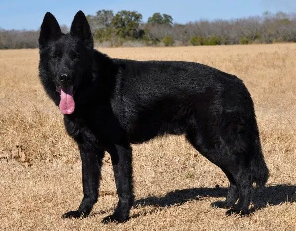 F59c05e8f542d83c0aed86479530e509