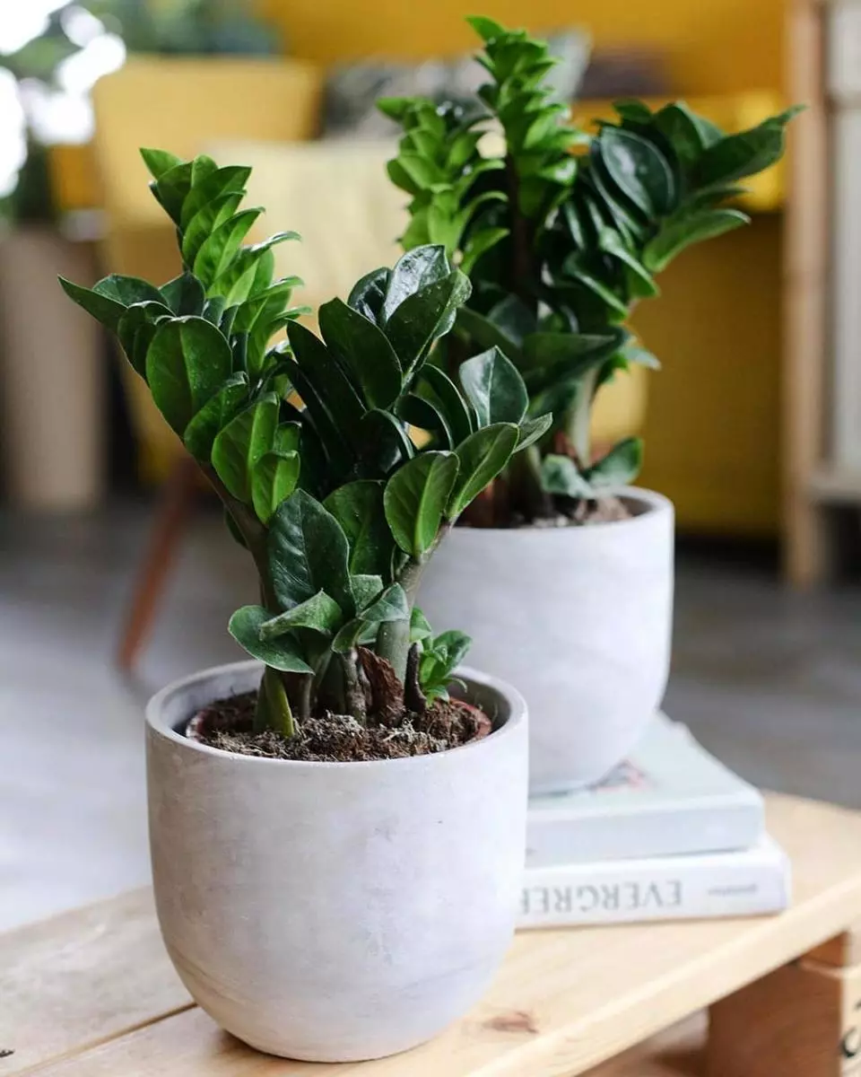 Gorshok Pod Zamiokulkas