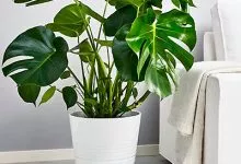 Monstera