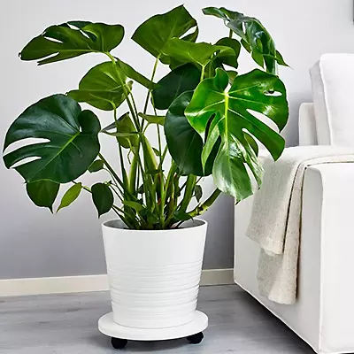 Monstera