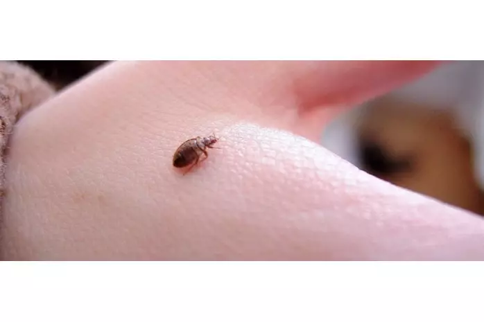 Postelniy Klop.565e4a273cbea62137ff1efd283c4393 698x465 1