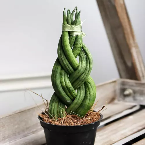 Sansevierijacylindrica3