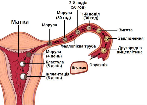Zaplidennyashemaw600